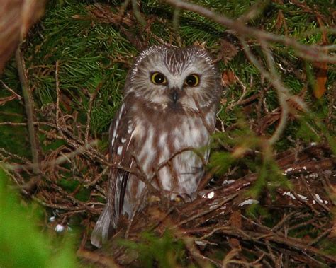 Saw Whet Owl Facts Habitat Diet Life Cycle Pictures