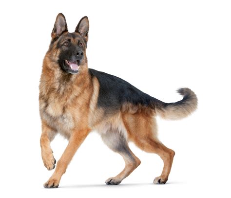 Png Hd Dogs Transparent Hd Dogspng Images Pluspng