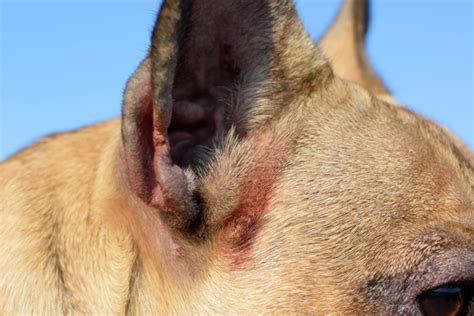 French Bulldog Skin Allergies Causes Symptoms And Treatments By Top