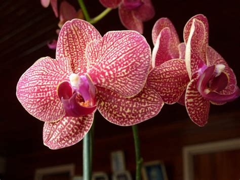 Best Time To See Orchids In Costa Rica 2024 When To See Roveme