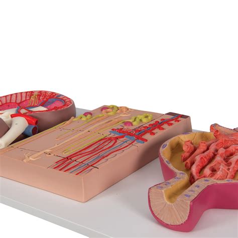 Maybe you would like to learn more about one of these? Anatomical Teaching Model | Plastic Anatomy Models | Renal ...