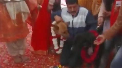 بھارت میں کتے کی دھوم دھام سے شادی پر کتنا خرچہ کیا گیا؟ ویڈیو وائرل