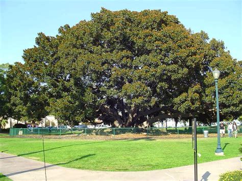 Balboa Park Trees San Diego National Park