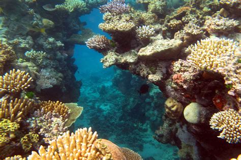 Is The Great Barrier Reef Dying A Moment Of Science Indiana Public