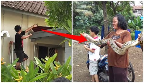 Marinir thailand menunjukkan ular kobra yang digunakan saat latihan gabungan cobra gold di chonburi, thailand (19/2). Kenapa Ular Masuk ke Dalam Rumah? | Inafeed.com