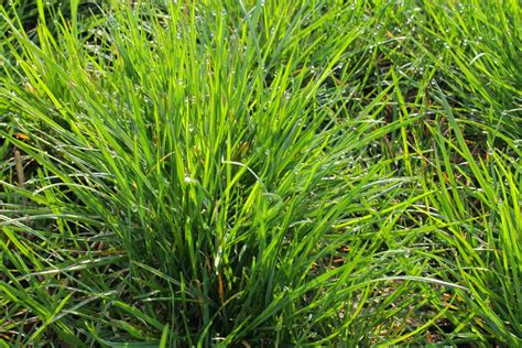 Perennial Ryegrass Plant Masihnyata