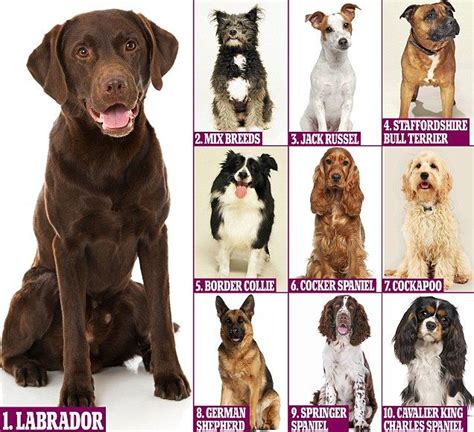 Poll Set To Reveal Britains Favourite Dog Breed Dog Breeds Dogs Breeds