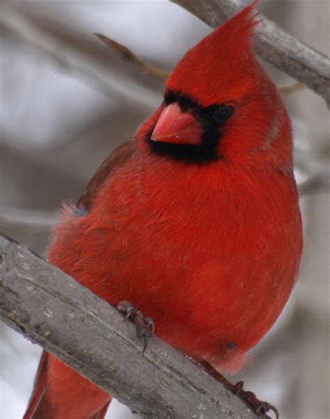 Cardinal Cardinal Bird Birds Usa Lovely