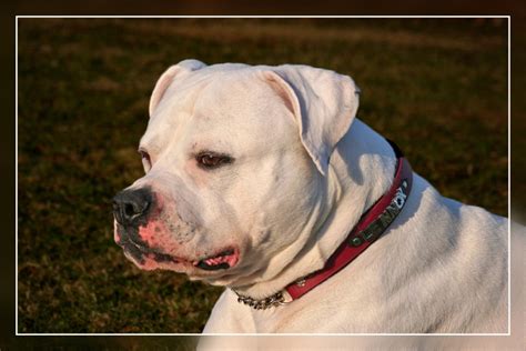 He isn't above being a lapdog, either, size. American Bulldog - Hunderasse A - Hundeseite.de