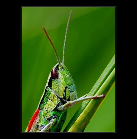 Mohyla generála milana rastislava štefánika. Mohyla Milana Rastislava Štefánika (Bradlo) - Flog.sk