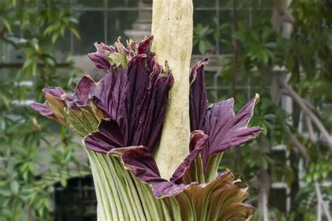 Dziwidło olbrzymie największy kwiat świata Poznaj jego uprawę gardeneo