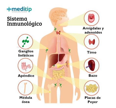 Sistema Inmunol Gico Funci N Y Caracter Sticas Meditip