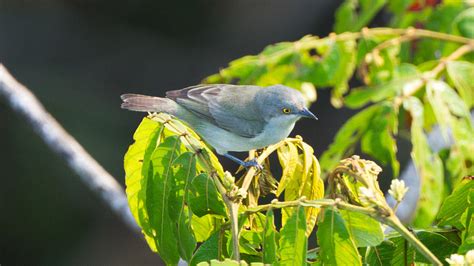 Video i 4k og hd klar til næsten enhver nle nu. Why We Love Birds | Black-faced Dacnis- Dacnis lineata