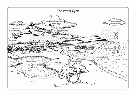 Water bottle and glass coloring page free printable. Water Cycle Coloring Page (19 Pictures) - Colorine.net ...