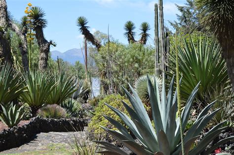 Si un cactus se mueve de luz moderada a luz intensa, el sol puede quemarlo. PURATINTAPURA: Tráfico de plantas en México o el precio de ...