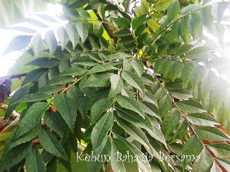 Diperkarangan rumah keterangan pokok kari ialah sejenis pokok renek yang mempunyai ketinggian antara 0.9 hingga 6. Kebun Bahagia Bersama: 3 Plants Mix for RM10