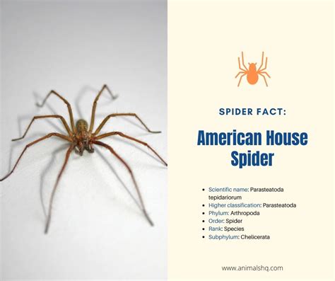 16 Most Common Types Of House Spiders Animals Hq