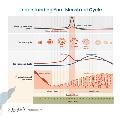 Menopause 101 What Is Menopause Understanding Your Menstrual Cycle