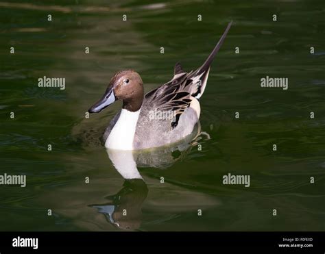 Northern Pintail Duck Anas Acuta Hi Res Stock Photography And Images