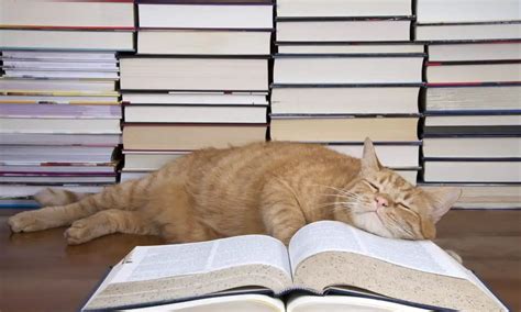 8 New Release Cat Books To Read In 2021 The Catington Post