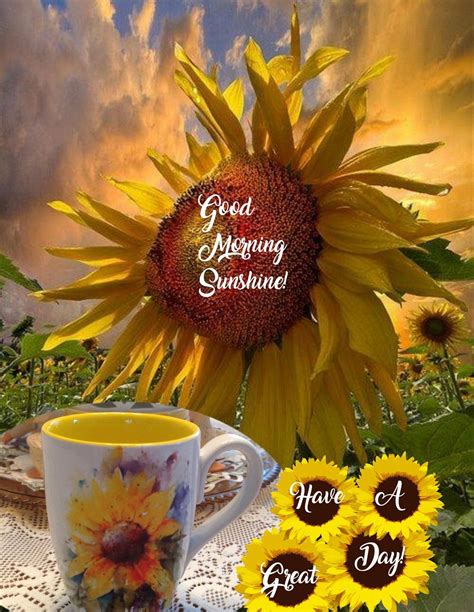 Pin By Bonnie Lambert On Inspirational Sunflower Pictures Sunflower