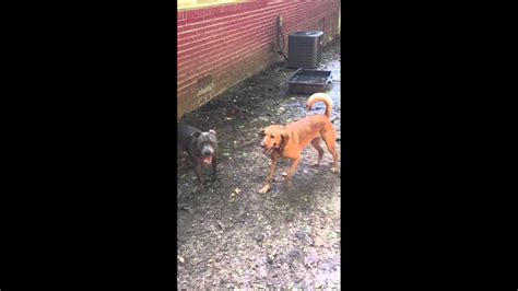Pit Bull And Coon Hound Mix Youtube