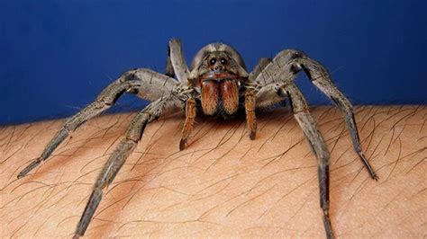 The Relationship Between Fangs And Venom In Wolf Spiders