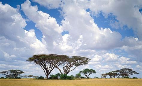 Clouds And Acacias Kenya Grass Trees Clouds Acacia Sky Hd