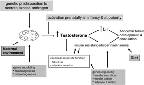 Proposed Role Of Testosterone In The Developmental Origin Of Pcos In
