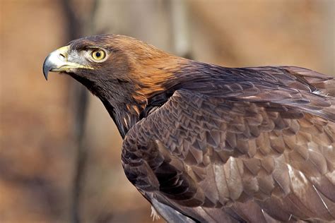 National Bird Of Afghanistan Helo National