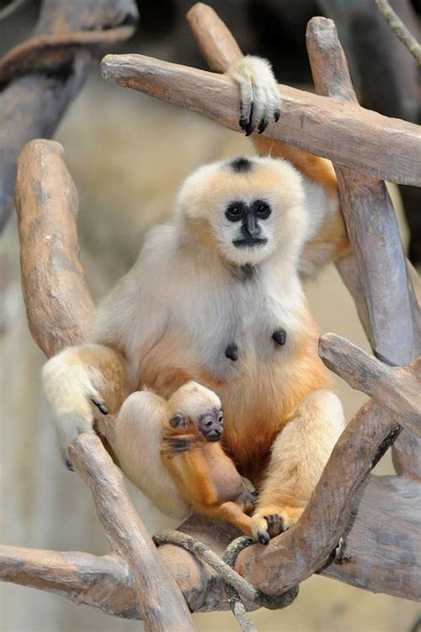A New Baby Gibbon Swings Into Brookfield Zoo Zooborns