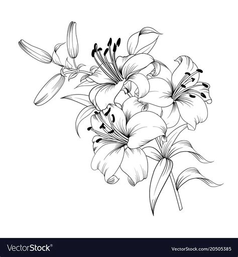 Contour Of Blooming Lily Isolated Over White Background White Lily