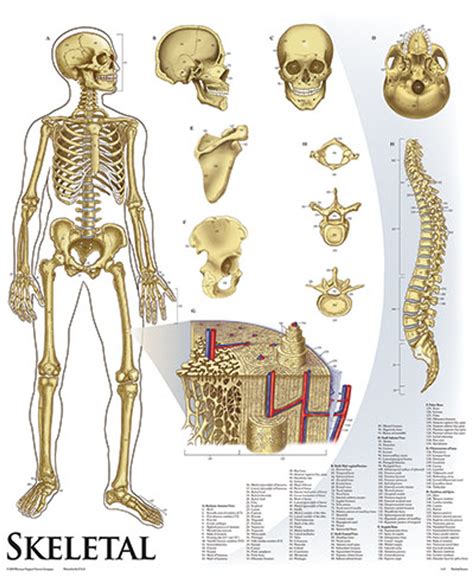 Human Physiology Anatomy Chart Series With Tripod Base Clinical