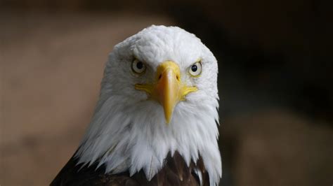 Bald Eagle · Free Stock Photo