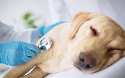 How To Identify And Treat Liver Disease In Dogs