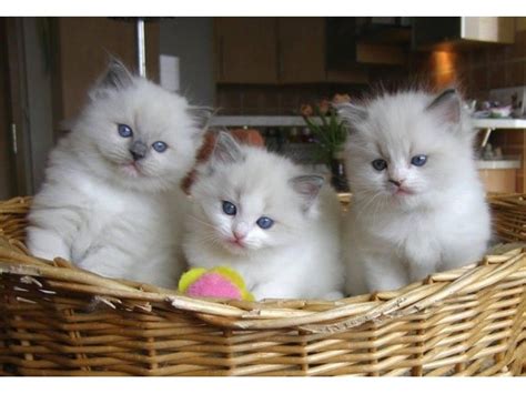 If you live in new york city and are hoping to adopt from us, check out the cats available at our adoption center. How can I find ragdoll kittens for adoption? - smartfamilypets