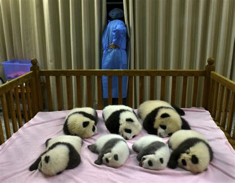 Hello 24 Hour Giant Panda Cam Goodbye Productivity