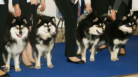 Finnish Lapphund Vs Japanese Spitz Breeds Comparison Barking Royalty