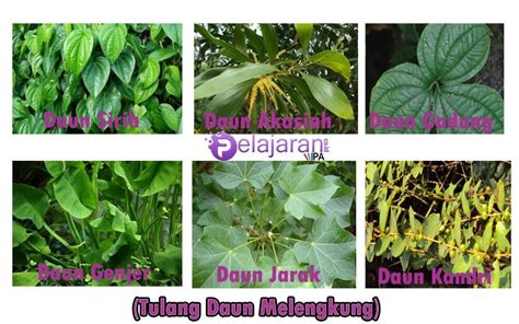 Hampir semua tanaman menggunakan daun sebagai. √ Jenis-Jenis Tulang Daun pada Tumbuhan dan Contohnya ...