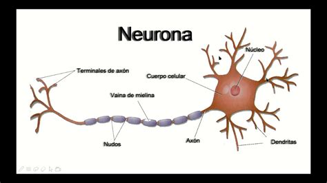 Sistema Nervioso 02 Neurona Youtube