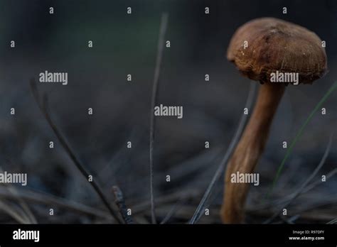 Tall Mushroom By Side Stock Photo Alamy