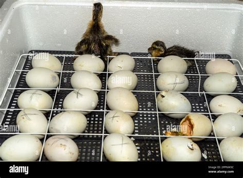 Goose Eggs In An Incubator Goose Egg Incubation Process Of Hatching From Goose Eggs In