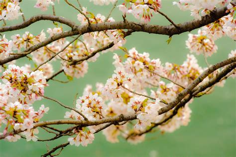 Jeffrey Friedls Blog The Hope Of Cherry Blossoms In Japan