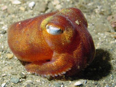 Mollusca Cephalopoda