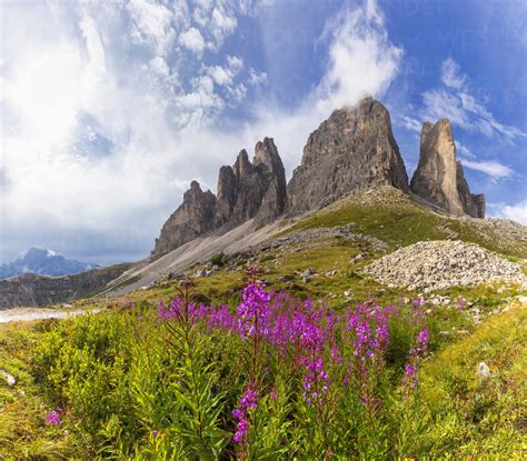 Flowers At The Base Of Three Peaks Of Lavaredo Dolomites Of Sesto Sexten Province Of Belluno