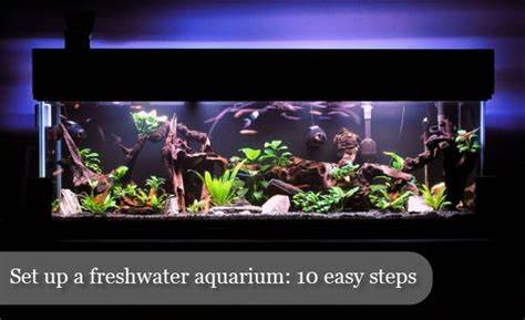Freshwater Aquarium Set up for Newbies: 10 Easy Steps