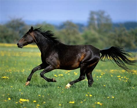 Galloping Belgian Horse Digital Art By Robert Maier Fine Art America