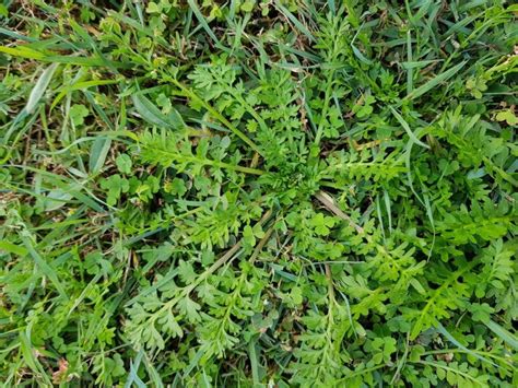 A Guide To The Top 10 Most Common Lawn Weeds Myhometurf