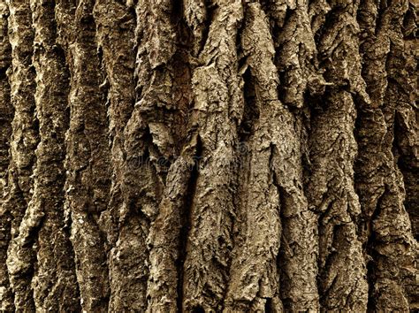 Tree Bark Stock Photo Image Of Cortex Life Moss Hover 57035092