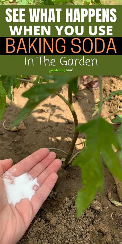 See What Happens When You Use Baking Soda In The Garden